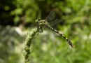 Onychogomphus forcipatus ©  S. Beshkov